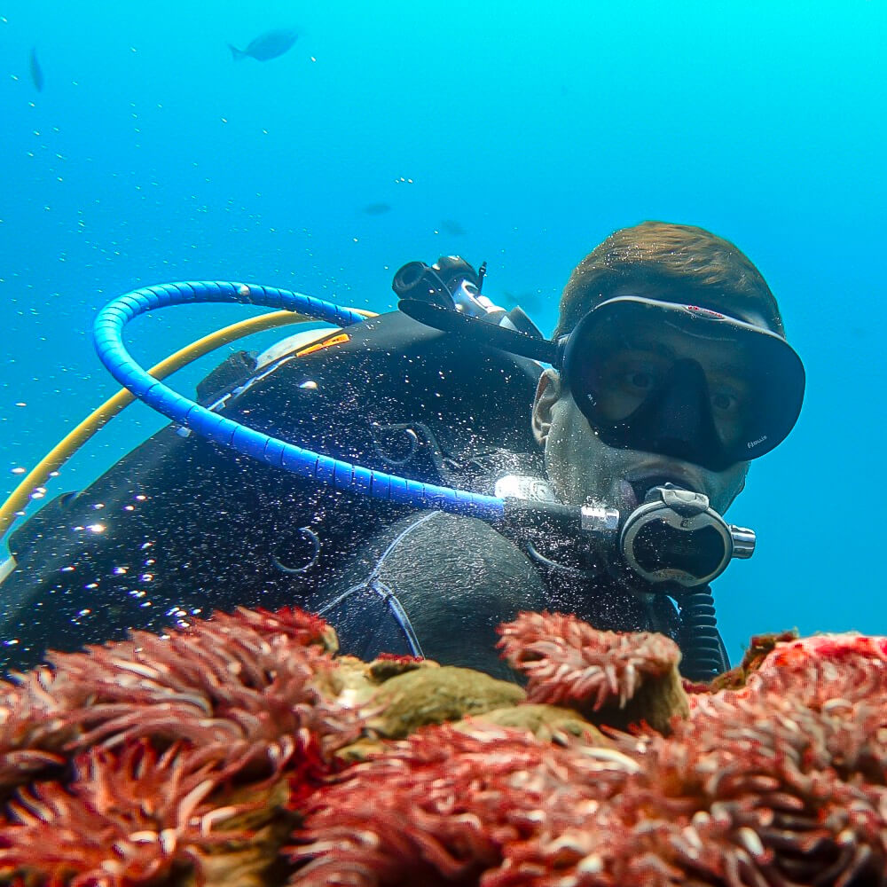 Chelonia I • Science