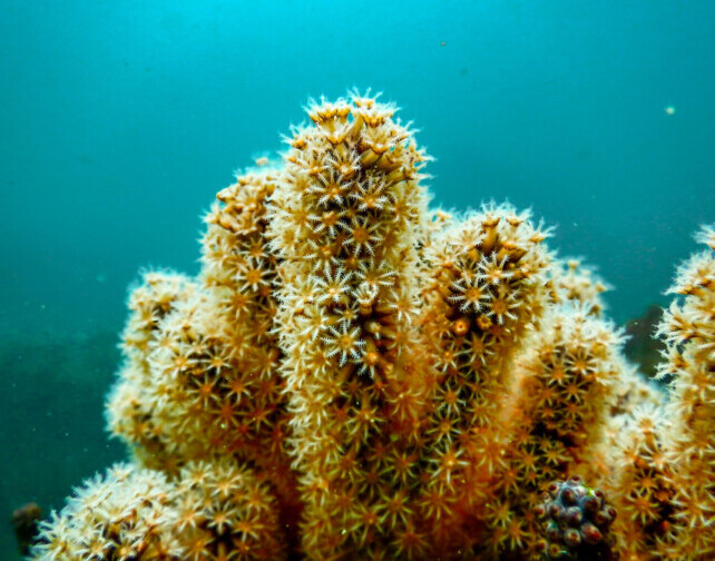 Aware – Coral Reef Conservation