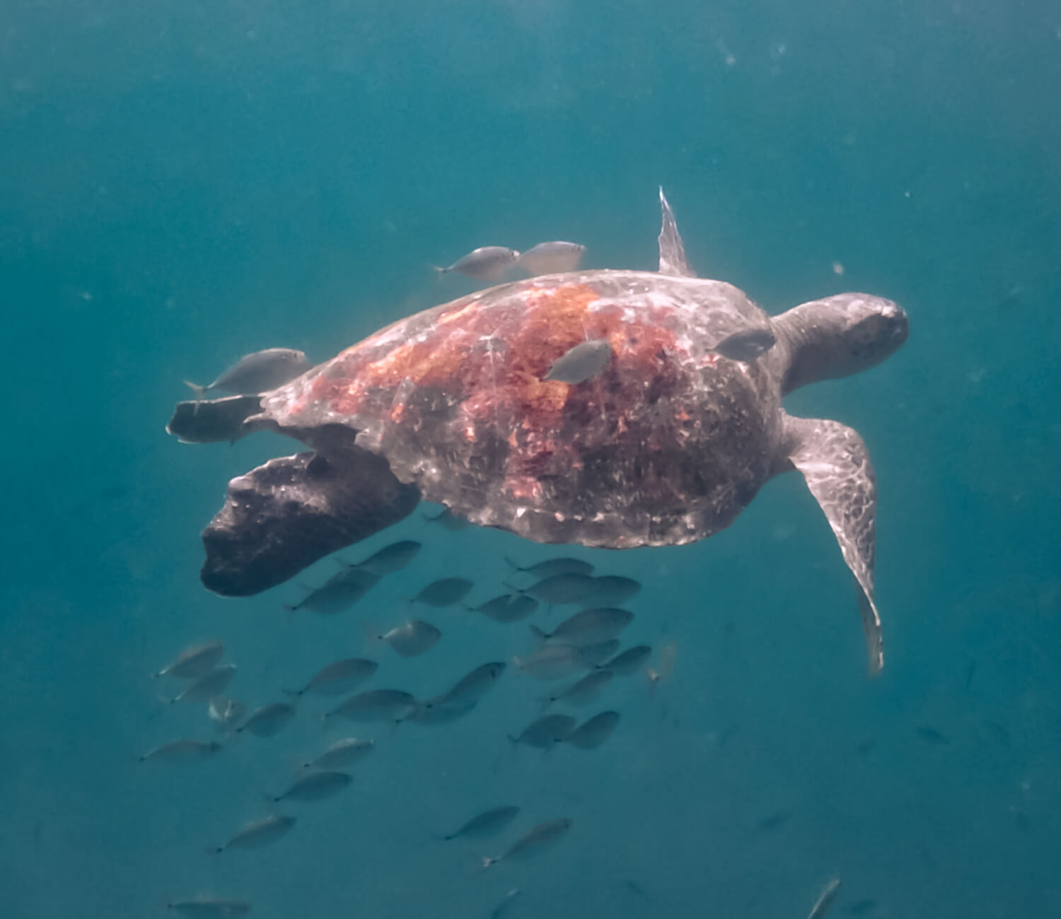 Aware – Tortugas Marinas